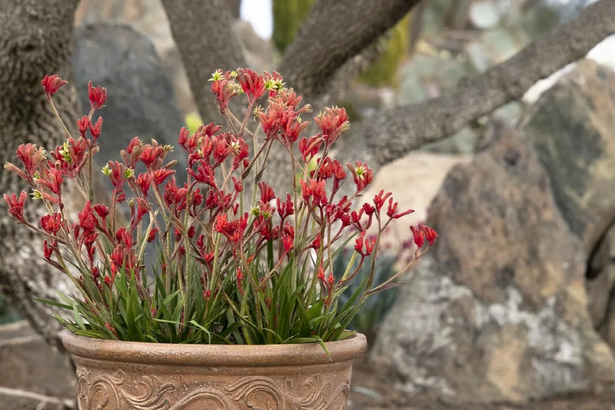 Anigozanthos Kanga Cherry qt